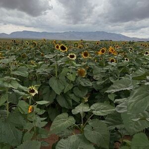 Meet your Posher, Shirley